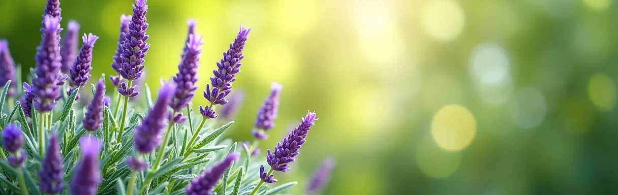 Выращивание лаванды и шалфея: ароматные растения